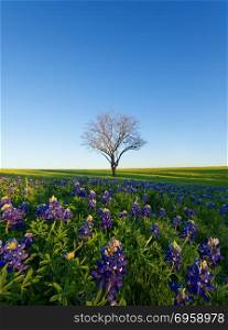 A Blue Bonnet Field, Ennis, Texas