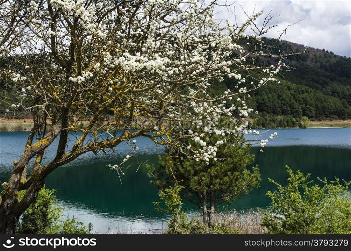 A blue lake with white flowers - landscape.
