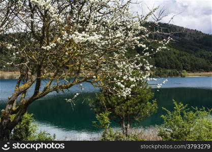 A blue lake with white flowers - landscape.