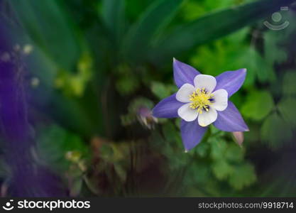 A blue, Rocky Mountain columbine flower blooms while surrounded by green foliage in springtime.. Blue Rocky Mountain Columbine