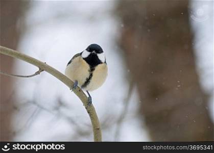 A blue tit in the snow