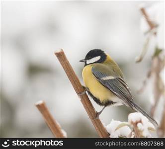 A blue tit is sitting on a branch in the snow