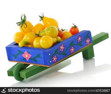 a blue wheelbarrow full of tomatoes
