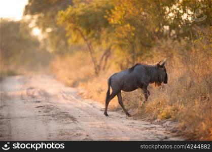 A blue wildebeest (Connochaetes taurinus) crossing a road