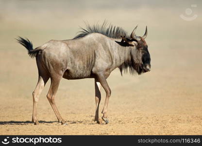 A blue wildebeest (Connochaetes taurinus) in dust, Kalahari desert, South Africa