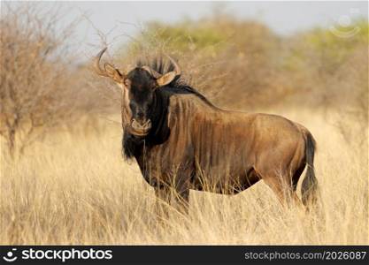 A blue wildebeest (Connochaetes taurinus) in natural habitat, South Africa