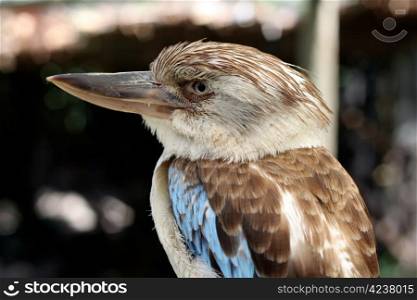 A Blue-Winged Kookaburra at the World of Birds in Cape Town, South Africa
