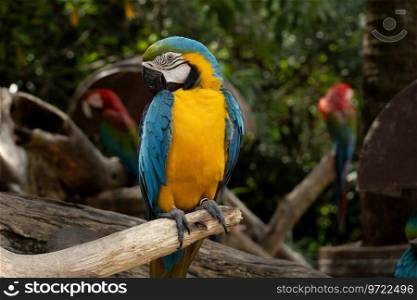 A blue-yellow macaw perched on a branch. Can be viewed up close