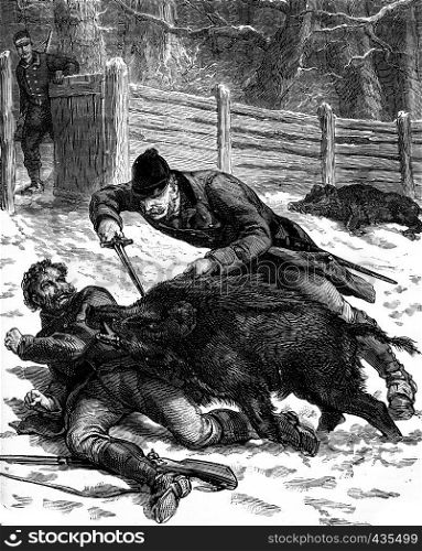 A boar hunt. One of the animals was thrown over a guard, vintage engraved illustration. Journal des Voyages, Travel Journal, (1879-80).