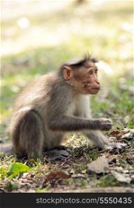 A bonnet macaque monkey feeding in the wild at Periyar nature reserve in Kerala, India.