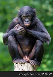 A Bonobo close up portrait