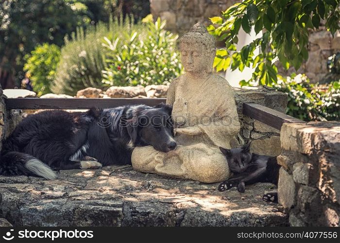 A border collie dog, a black cat rest on a Buddha statue in a shady spot on some stone steps