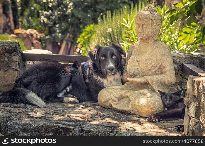 A border collie dog, a black cat rest on a Buddha statue in a shady spot on some stone steps