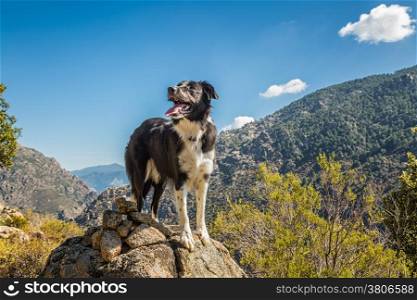 A border Collie dog looks out from a rocky outcrop in the hills near Corscia in central Corsica