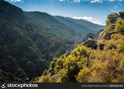 A border Collie dog looks out from a rocky outcrop in the hills near Corscia in central Corsica