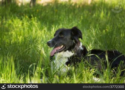 A Border Collie dog resting in some long grass