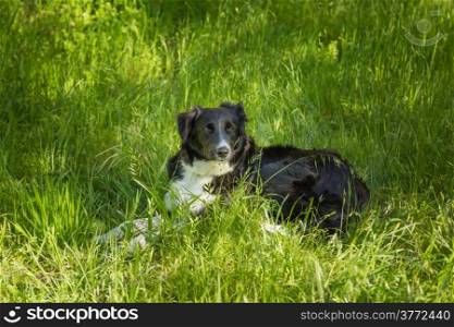 A Border Collie dog resting in some long grass