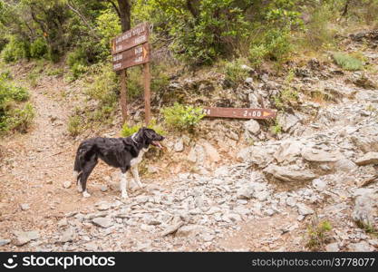 A Border Collie dog stands at a crossroads of two paths near Nonza on Cap Corse in Corsica