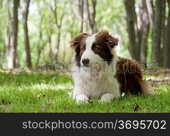 A border collie laying down
