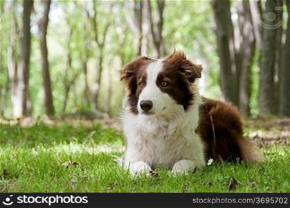 A border collie laying down