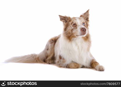 a border collie sheepdog isolated on a white background