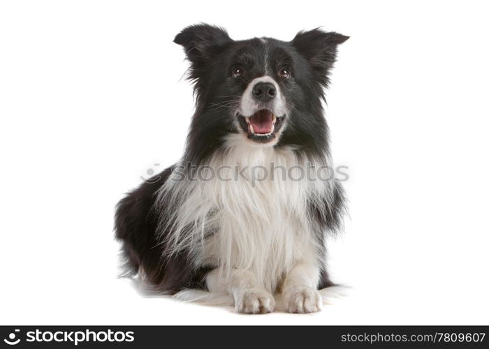 a border collie sheepdog isolated on a white background