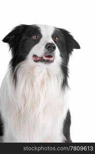 a border collie sheepdog isolated on a white background