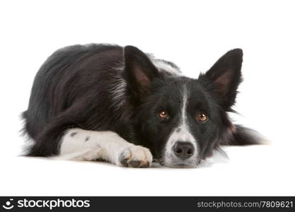 a border collie sheepdog isolated on a white background