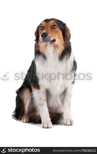 a border collie sheepdog isolated on a white background