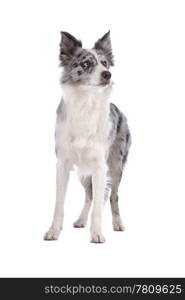 a border collie sheepdog isolated on a white background