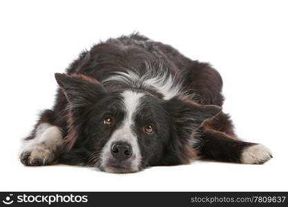 a border collie sheepdog isolated on a white background