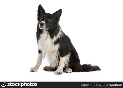 a border collie sheepdog isolated on a white background