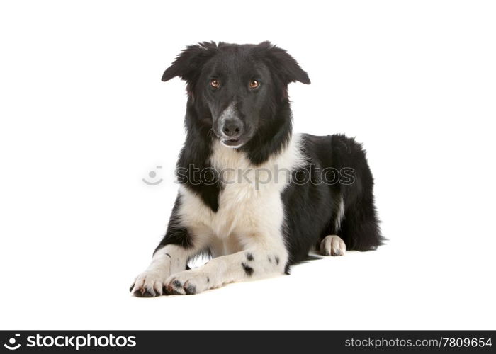 a border collie sheepdog isolated on a white background