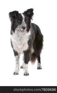a border collie sheepdog isolated on a white background