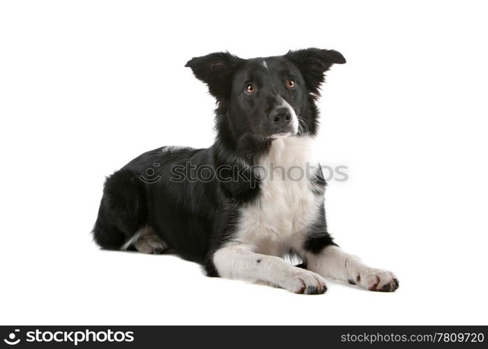 a border collie sheepdog isolated on a white background