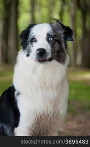 A border collie sitting