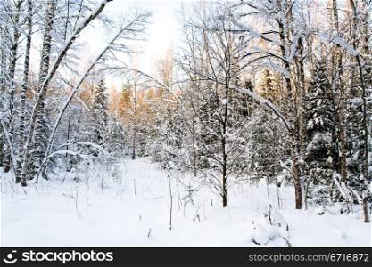 a border of winter forest with yellow sunlight on the tops of trees