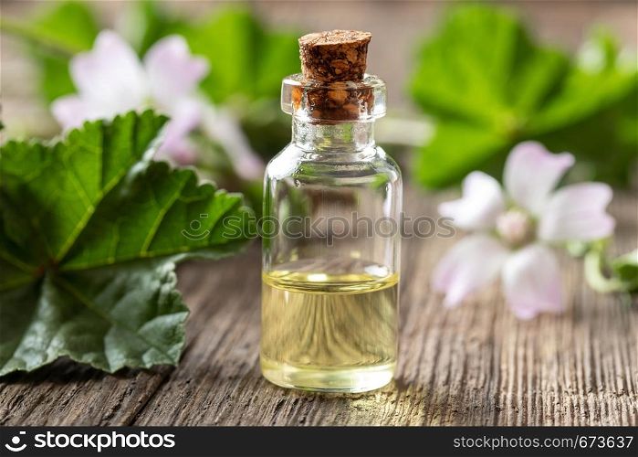 A bottle of common mallow essential oil with fresh blooming malva neglecta plant in the background