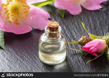 A bottle of essential oil with fresh blooming dog roses on a dark background
