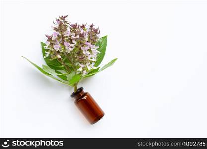 A bottle of essential oil with fresh sweet basil leaves and flower on white background. Copy space