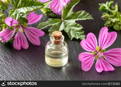A bottle of mallow essential oil with fresh blooming malva sylvestris twigs