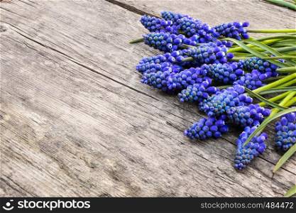 A bouquet of blue flowers Muscari on old, wooden boards, bells. View from above. Place for text.. A bouquet of blue flowers Muscari on old, wooden boards, bells. View from above.
