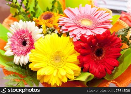 a bouquet of colorful African daisies, closeup