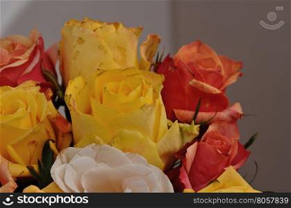 A bouquet of colorful roses