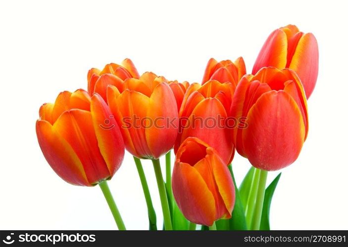 A bouquet of fresh orange & yellow spring tulips. Shot on white background.