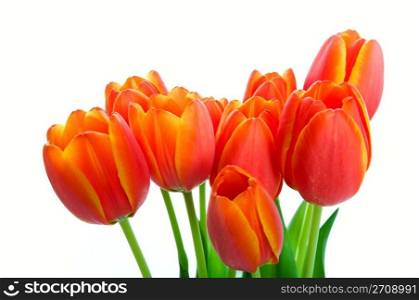 A bouquet of fresh orange & yellow spring tulips. Shot on white background.