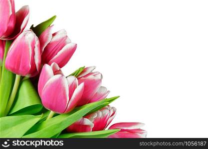 A bouquet of fresh tulips