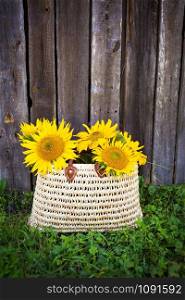 A bouquet of large sunflowers in a straw bag is standing near a wooden old house.. A bouquet of large sunflowers in a straw bag is standing near a wooden house.
