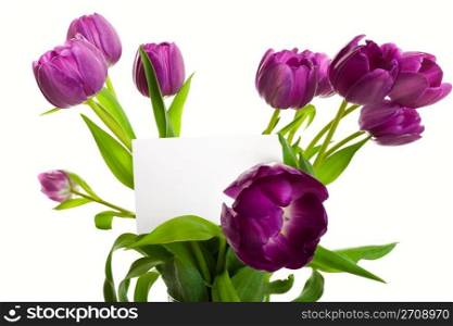 A bouquet of purple tulips with blank card. Shot on white background.