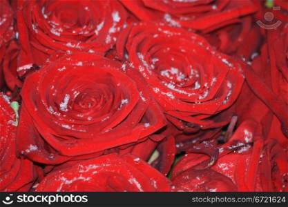 A bouquet of red roses in the snow